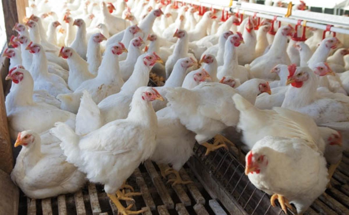 Telangana ​Poultry farmers in distress over higher input cost